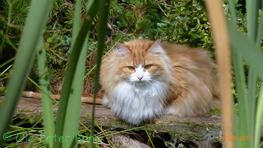 Sibirische Katzen Hetty von der Gronau