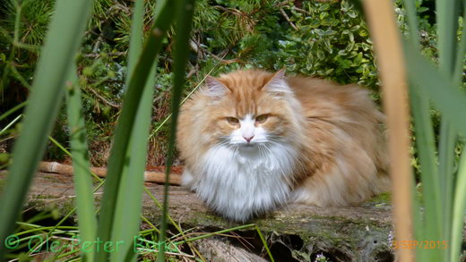 Sibirische Katzen Hetty von der Gronau