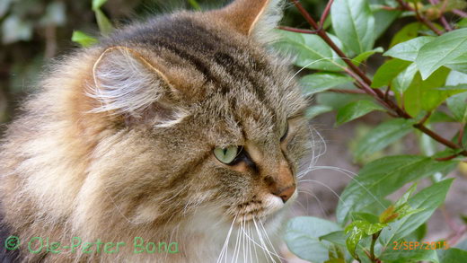  Sibirische Katzen Max von der Gronau