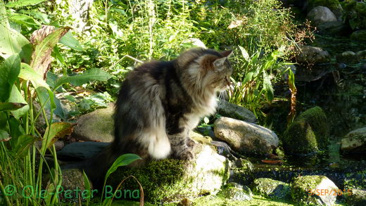 Sibirische Katzen Max von der Gronau