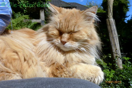 Sibirische Katzen Hetty von der Gronau