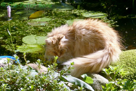 Hetty von der Gronau sibirische katze