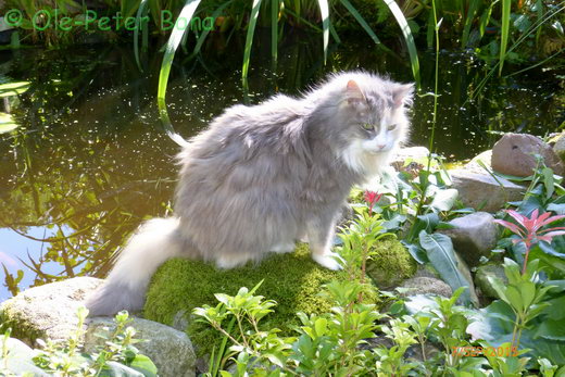 Sibirische Katzen Floris von der Gronau