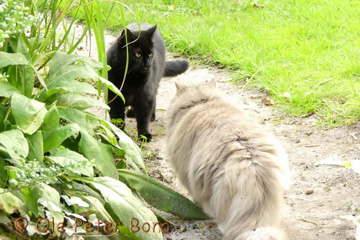 Felicia und Hetty von der Gronau