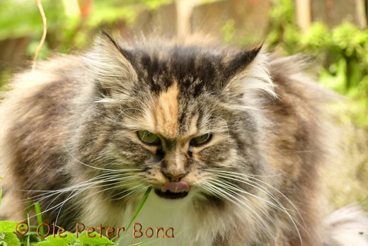 Sibirische Katzen Hela von der Gronau