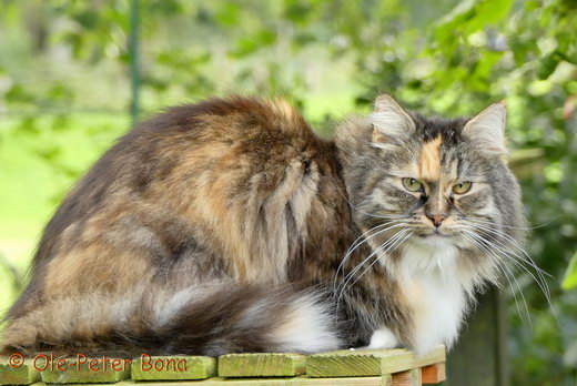 Sibirische Katzen Hela von der Gronau