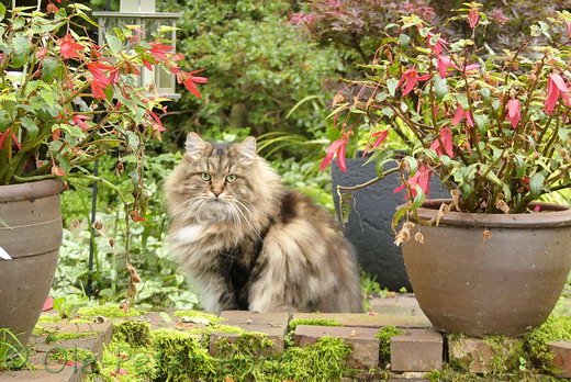 Sibirische Katzen Max von der Gronau