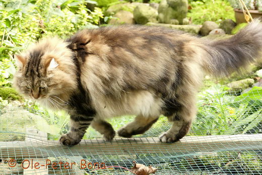 Sibirische Katzen Max von der Gronau