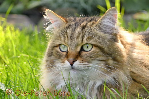 Sibirische Katzen Moritz von der Gronau