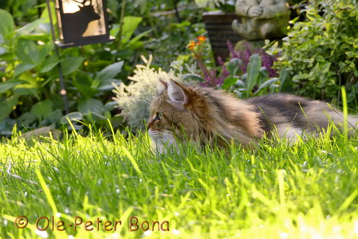 Sibirische Katzen Moritz von der Gronau