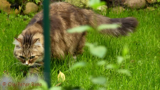 Sibirische Katzen Fadejew vom Schloßpavillon