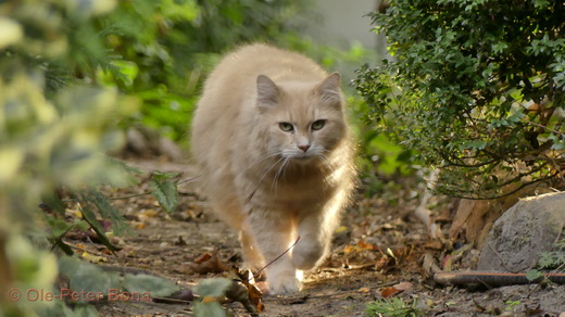 Sibirische Katzen Floris von der Gronau