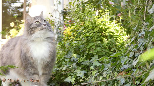 Sibirische Katzen Hetty von der Gronau