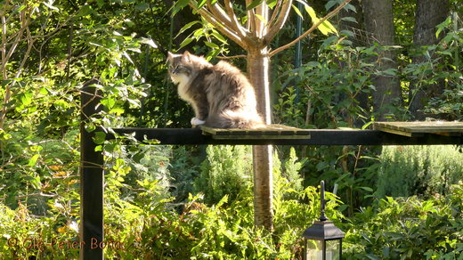 Sibirische Katzen Hetty von der Gronau