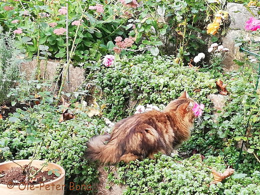 Sibirische Katzen Jule von der Gronau