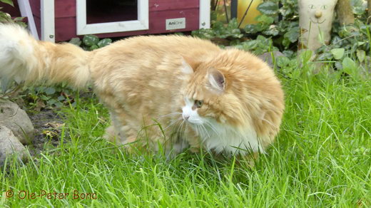 Sibirische Katzen Katrinchen von der Gronau