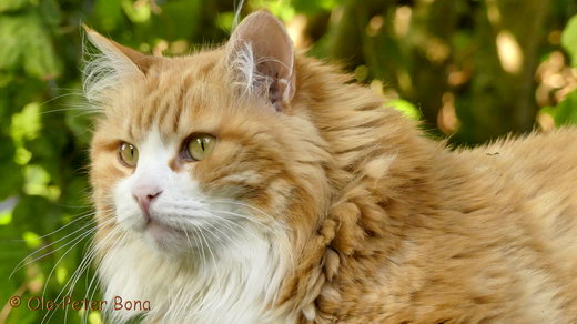 Sibirische Katzen Katrinchen von der Gronau