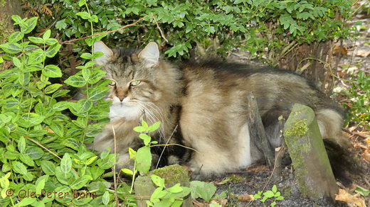 Sibirische Katzen Max von der Gronau