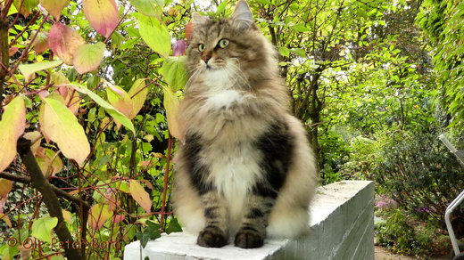 Sibirische Katzen Max von der Gronau