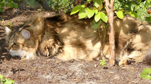 Sibirische Katzen Moritz von der Gronau