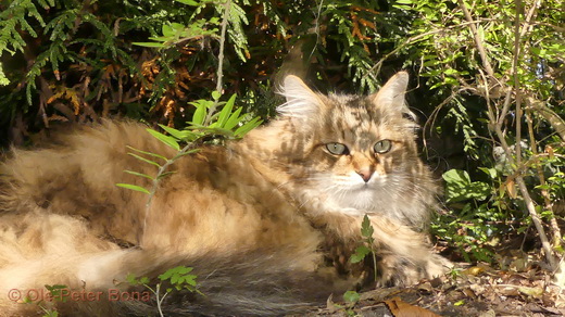 Sibirische Katzen Moritz von der Gronau