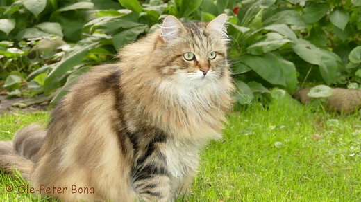 Sibirische Katzen Moritz von der Gronau