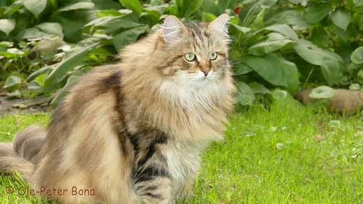 Sibirische Katzen Moritz von der Gronau