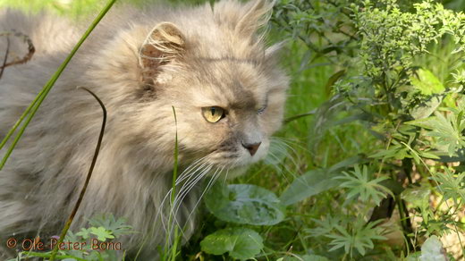 Sibirische Katzen Yanisha von der Gronau