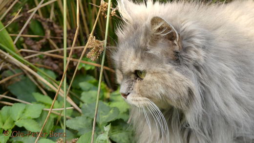 Sibirische Katzen Yanisha von der Gronau