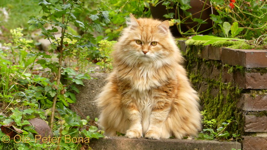 Sibirische Katze Floris von der Gronau