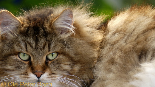 Sibirische Katzen Gwenja von der Gronau