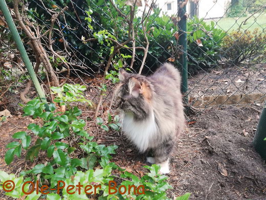 Sibirische Katzen Hela von der Gronau