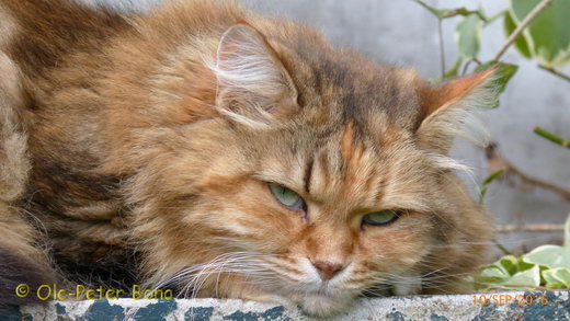 Sibirische Katzen Spirit of New Heaven´s Dana