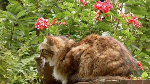 Sibirische Katzen Fadejew vom Schloßpavillon