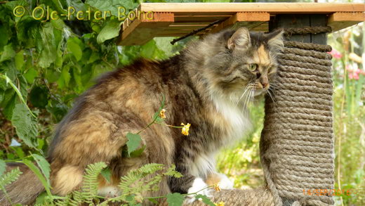 Sibirische Katzen Hela von der Gronau