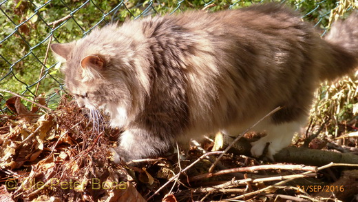 Sibirische Katzen Hetty von der Gronau