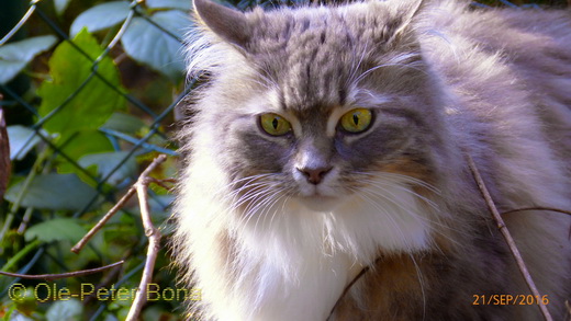 Sibirische Katzen Hetty von der Gronau