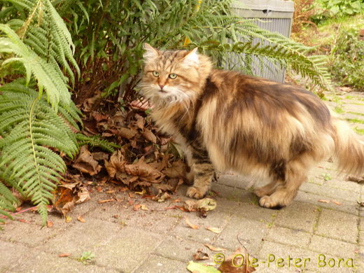 Sibirische Katzen Moritz von der Gronau