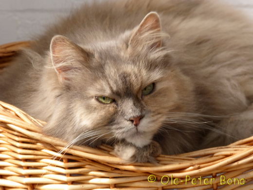 Sibirische Katzen Yanisha von der Gronau