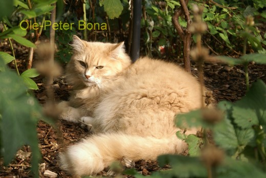 Sibirische Katzen Floris von der Gronau