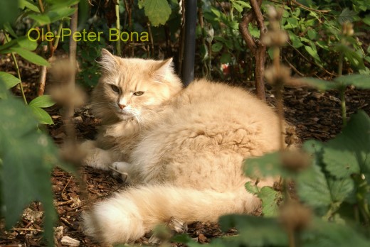 Sibirische Katzen Floris von der Gronau