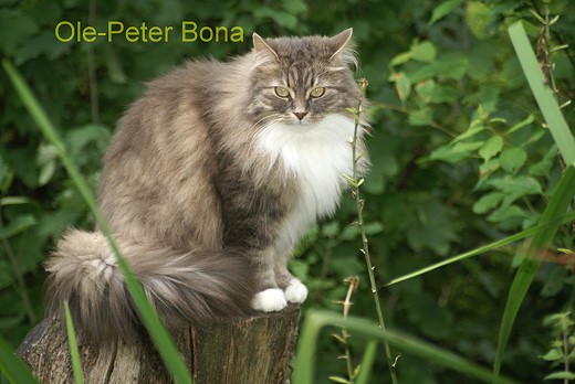 Sibirische Katzen Tatjushka von der Gronau