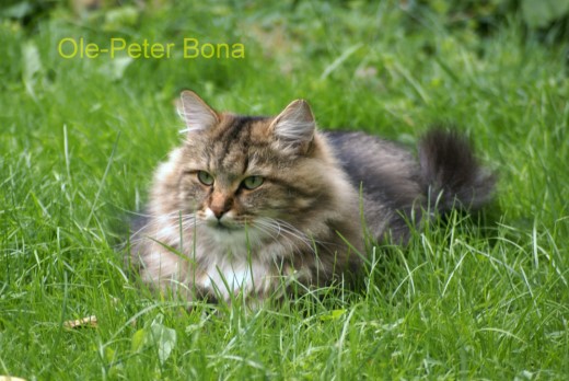 Sibirische Katzen Max von der Gronau