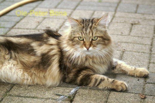 Sibirische Katzen Moritz von der Gronau