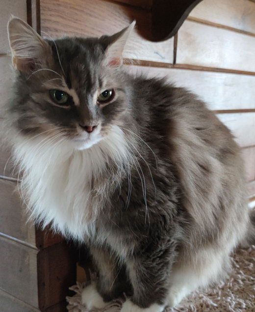 Sibirische Katze Floris von der Gronau