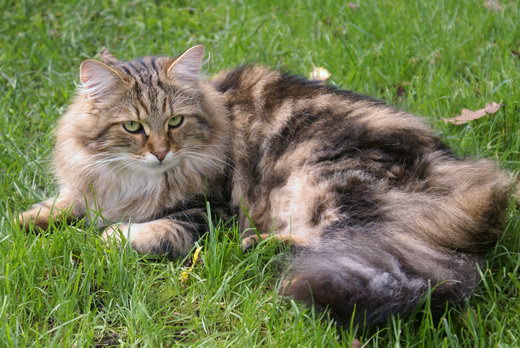 Max von der Gronau - Sibirische Katze