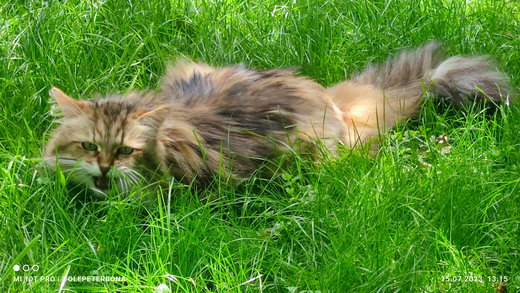 Max von der Gronau - Sibirische Katze