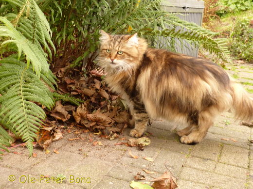 Max von der Gronau - Sibirische Katze