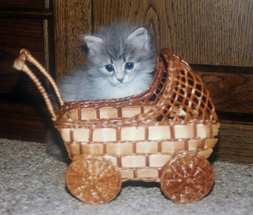 Sibirische Katzen Alexa von der Gronau