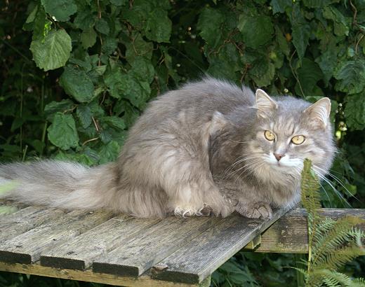 Sibirische Katze Bogomil von der Gronau